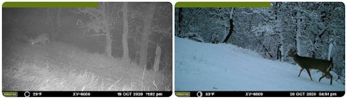 Some whitetail hunters believe that mature bucks won’t move on a fresh snowfall. These two trail cam pics bust that myth.