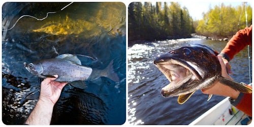 Anglers visiting Gangler’s North Seal River Lodge have a chance to catch trophy walleye, northern pike, Arctic grayling (left) and lake trout (right) — i.e. the Canadian Grand Slam of Fishing.