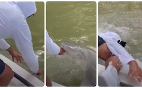 VERY Scary Video: Shark Bites Angler’s Hand, Pulls Him From Boat