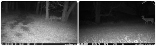 As shown in these two images, SpyPoint cell cams will detect movement — day or night — and shoot images of animals that pass through well beyond the planned route. In both cases, these bucks are approximately 60 feet from the camera; the most often used deer trails pass in front of these cameras at about 20 feet.