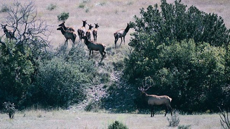 Get Aggressive For Elk—Part 3