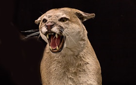 Cougar Estimates Criticized By Montana Hunters