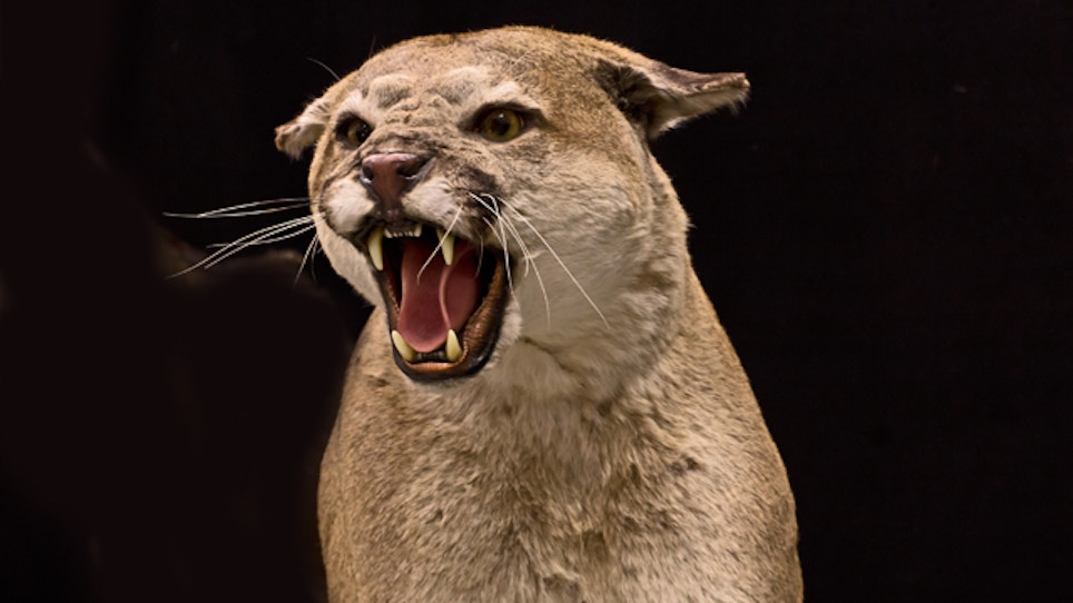 Cougar Estimates Criticized By Montana Hunters