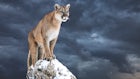 Counting Mountain Lions a Major Challenge