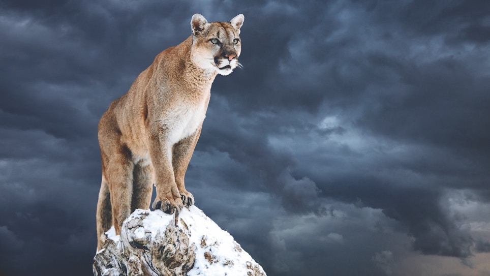 Counting Mountain Lions a Major Challenge