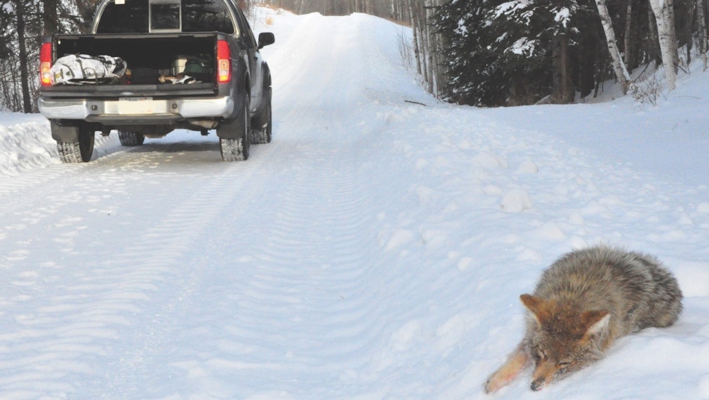 Encountering coyotes while driving country roads is commonplace where their numbers are high.