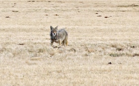 New Mexico Senate OKs Bill To Ban Coyote-Killing Contests