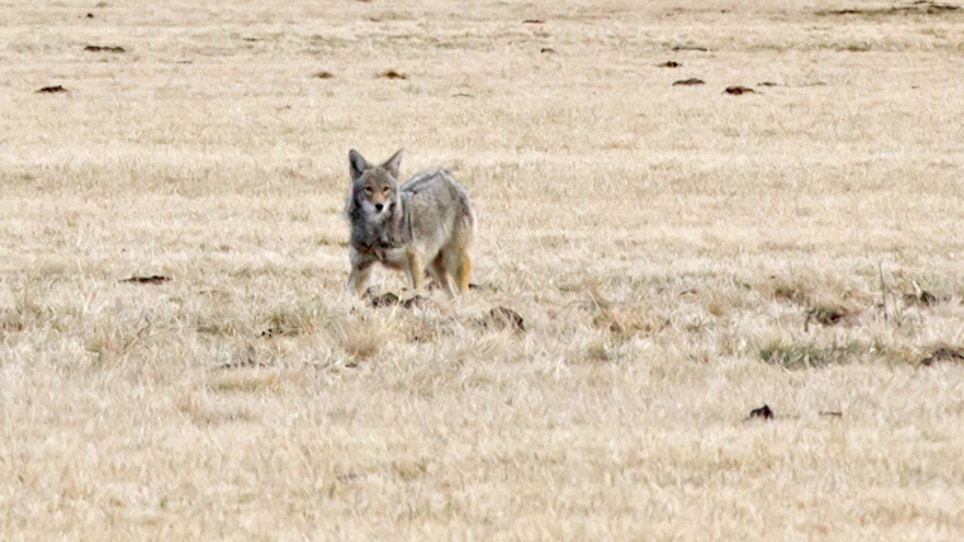 Proposal To Ban Coyote Hunting Contests In Nevada Rejected
