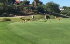 Video: Three Coyotes Attack Mule Deer Fawn on Golf Course