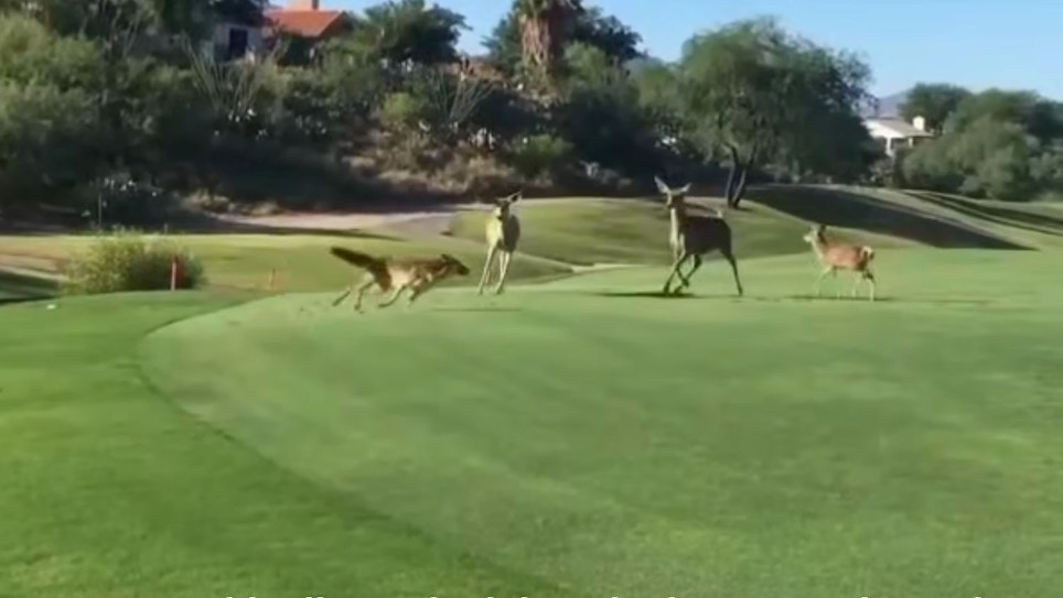 Video: Three Coyotes Attack Mule Deer Fawn on Golf Course
