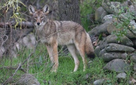 California Coyote-Killing Contests Face Ban