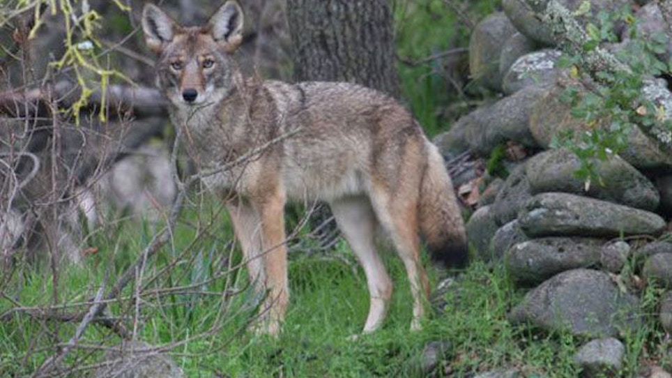 California Coyote-Killing Contests Face Ban