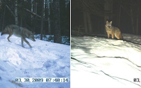 Trail Cameras for Coyotes