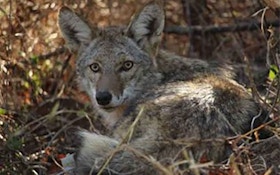 How Many Eastern Coyotes Are Out There?