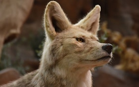 Oregon Bans Coyote Hunting Contests on Public Lands