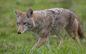 Coyote Population Increasing in Vermont