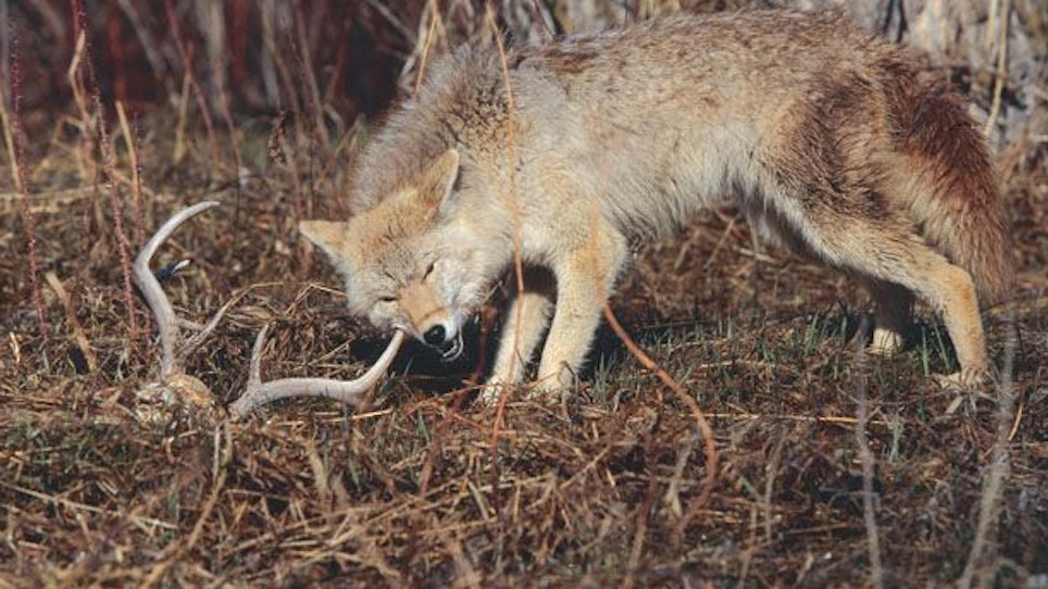 Cull Coyotes For Better Deer Hunting
