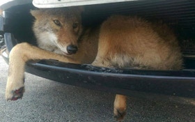 Coyote Gets Stuck In SUV Grill