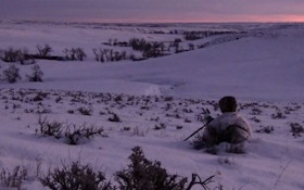 VIDEO: Successful coyote hunting may take long stands