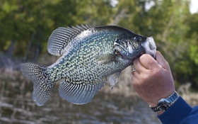 3 best areas for shore-bound crappie