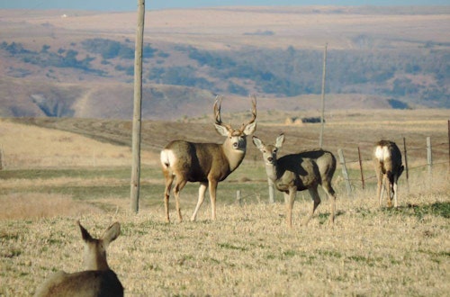 Mule deer are often near or in the same vicinity as elk or pronghorn, making them a straightforward add-on tag. 