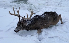 Minnesota Monster Buck Rescued From Partially Ice Covered River