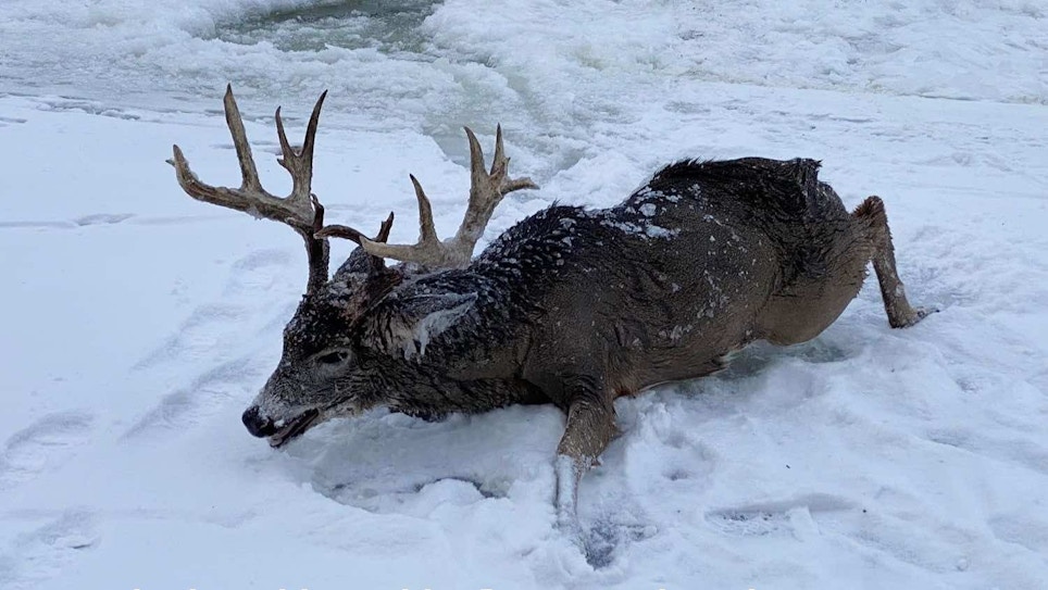 Minnesota Monster Buck Rescued From Partially Ice Covered River