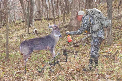 As the pre-rut begins, hostility between bucks rises and a decoy can bring an angry buck into bow range. 