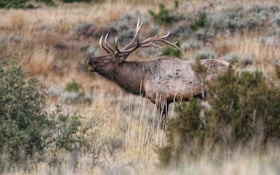4-for-4 General Archery Elk