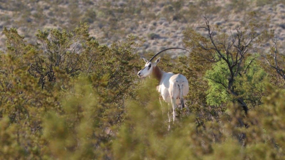 Southwest Texas Oryx: Countdown to Success
