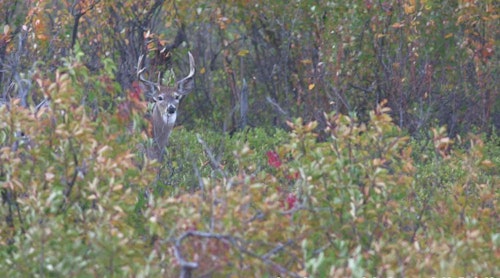 Both native vegetation and planted food plots can provide needed nutrition for whitetails throughout the year. The key is keeping the pantry stocked with options.
