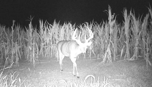 Trail cameras can help you locate buck travel routes after dark during hot-weather hunts.
