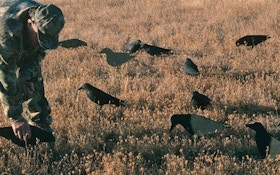 Sharpen Your Shooting Skills by Crow Hunting