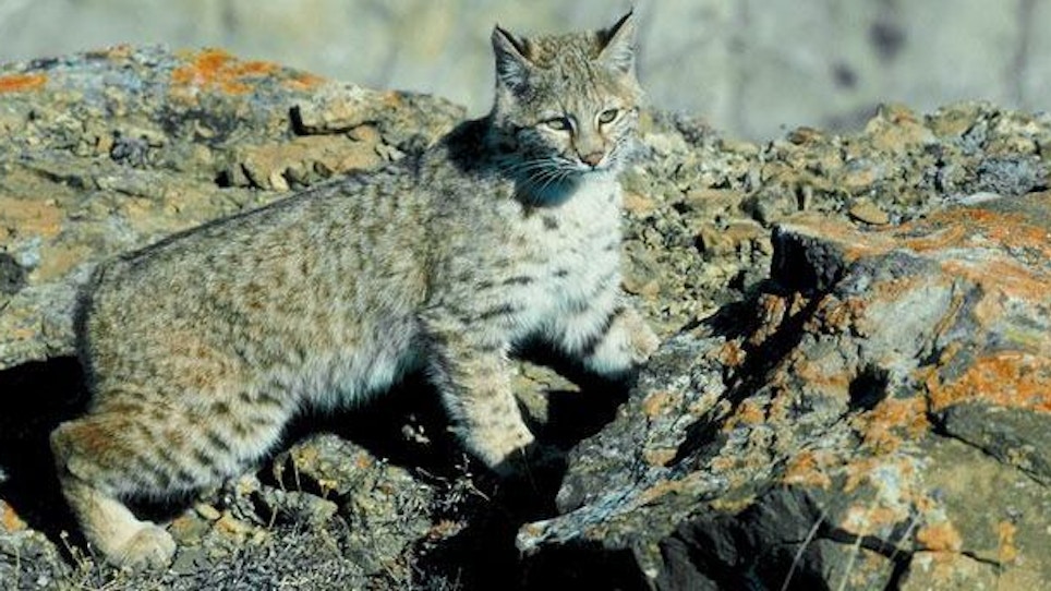 Calling Bobcats – Even During the Day