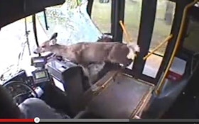 VIDEO: A deer rides a city bus