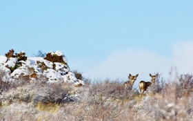 Wyoming Organizes Baggs Mule Deer Group
