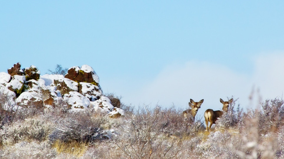 Deer In Yakima Area Struggling To Survive
