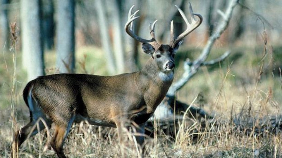 Deer Diseases: Are You At Risk?