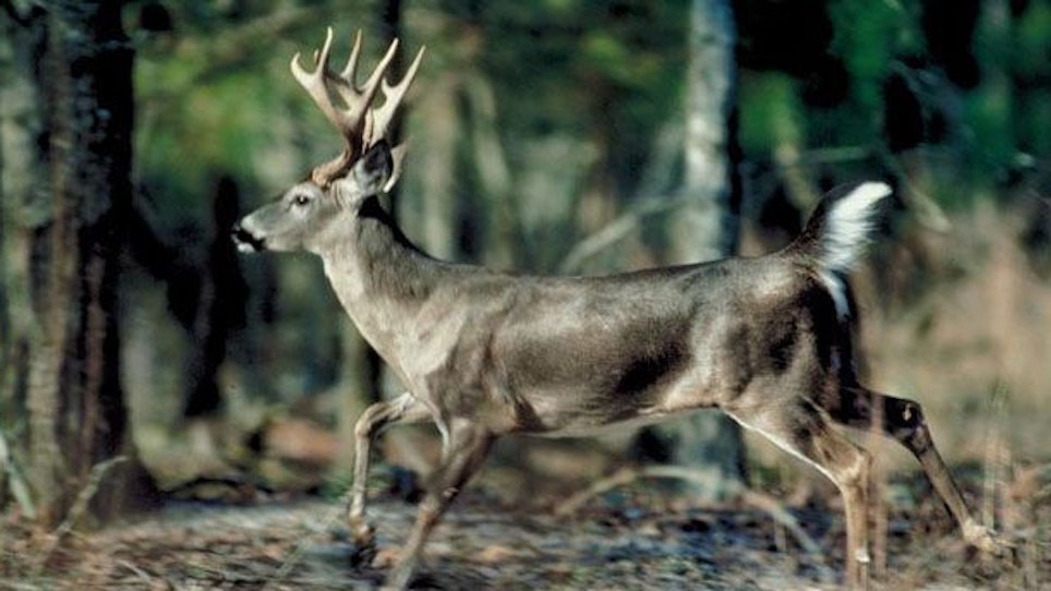 Bowhunting Field Edges — Part 2