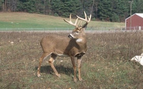 Understanding deer movement in farm country