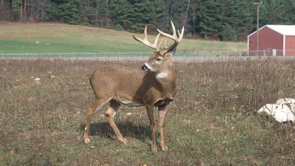 Understanding deer movement in farm country
