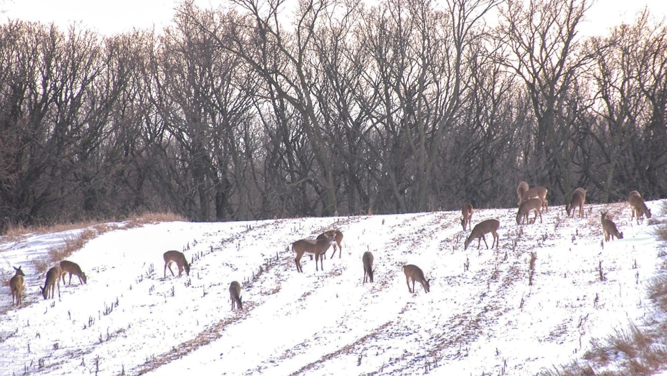 Confessions of a Whitetail Outfitter