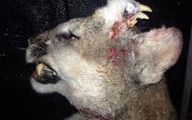 Hunter Shoots Cougar with Fangs Growing out of its Head