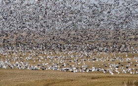 Top Ten Spring Snow Goose Hunting Tips