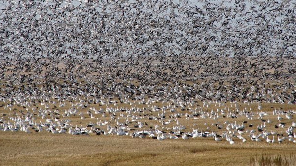 Top Ten Spring Snow Goose Hunting Tips