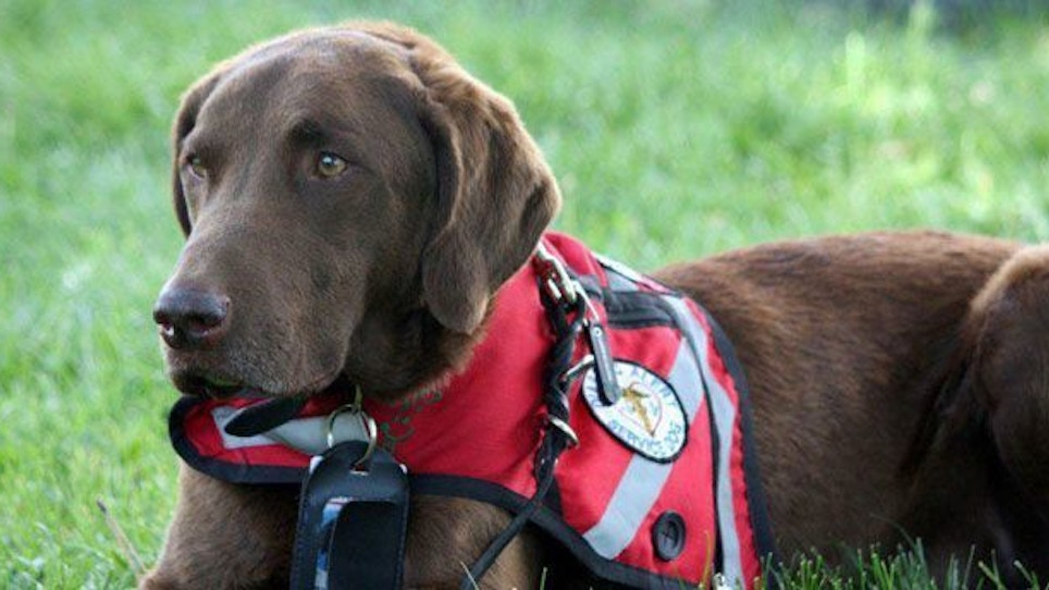 Famous duck hunting dog monitors his owner’s health