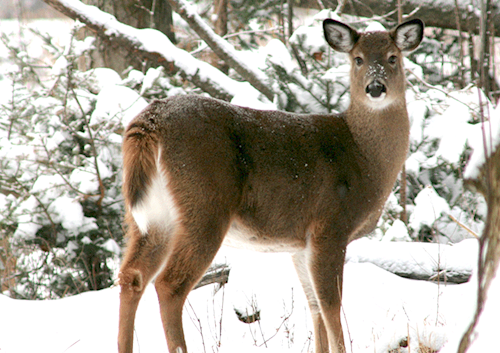 An overabundance of deer can deplete available food, creating a cycle of declining habitat. The worse the habitat, the less healthy your deer will be. Photo: Vermont Fish and Wildlife Department 