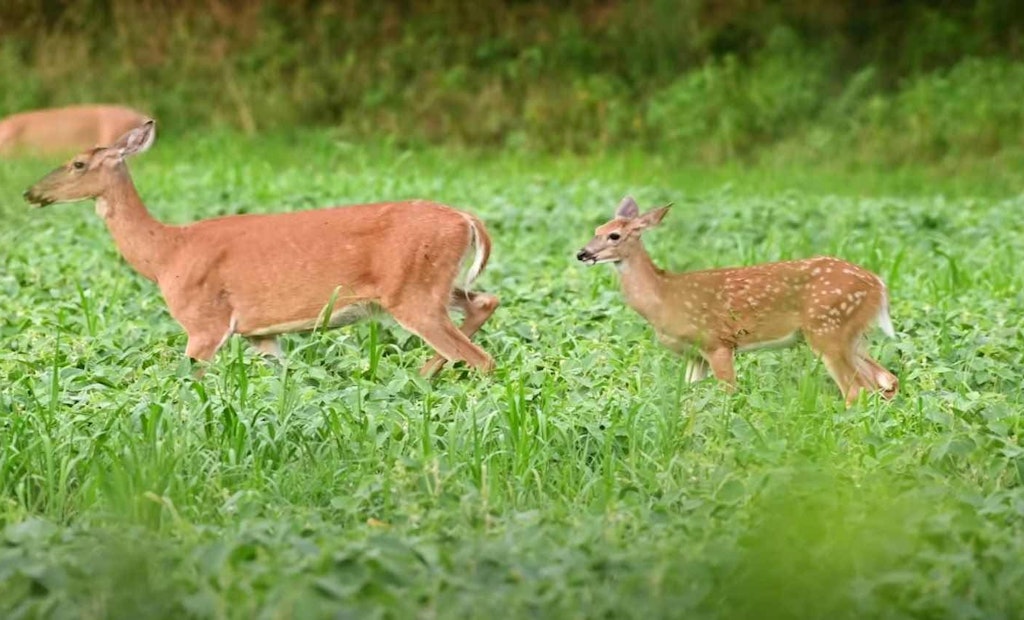 Video: Everything You Didn’t Know About Whitetail Fawns