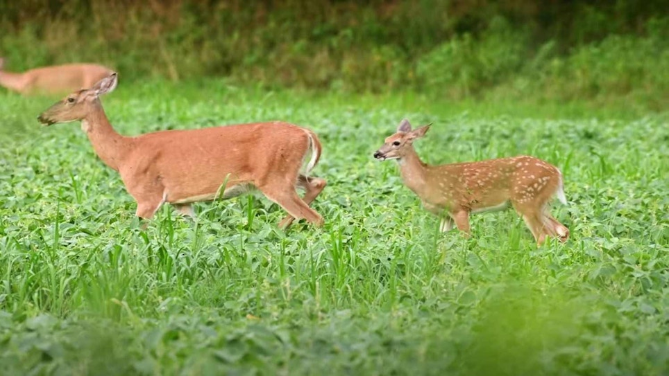 Video: Everything You Didn’t Know About Whitetail Fawns