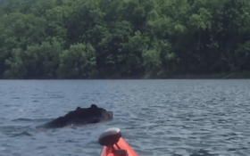 Kayaker Encounters Massive Swimming Black Bear